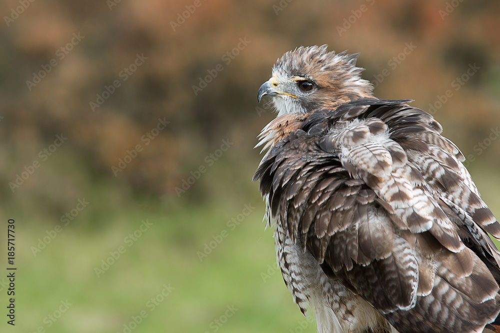 A close detailed profile portrait of a red tailed hawk with ruffled feathers looking to the left A close detailed profile portrait of a red tailed hawk with ruffled feathers looking to the left