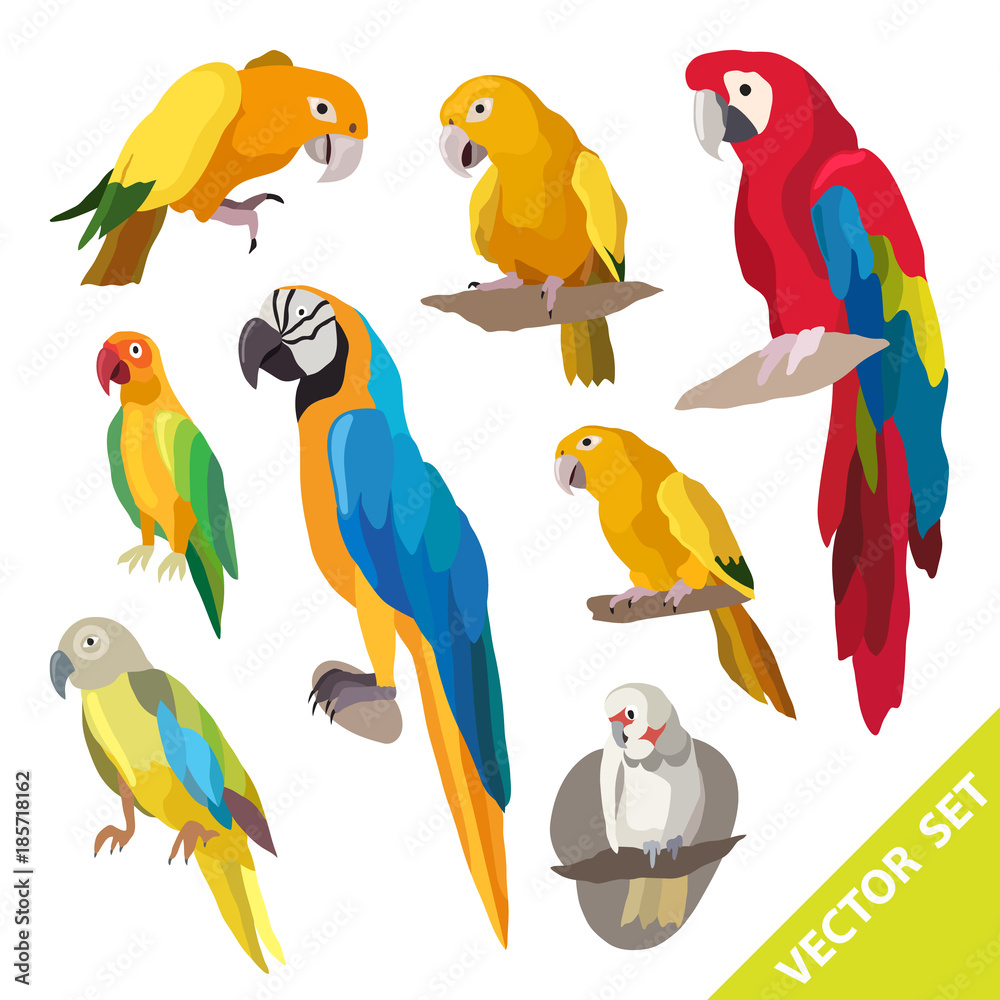 Obraz premium Parrots birds. Vector illustration for your cute design.