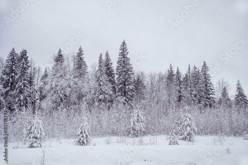 Winter landscape. Pine trees covered with snow.