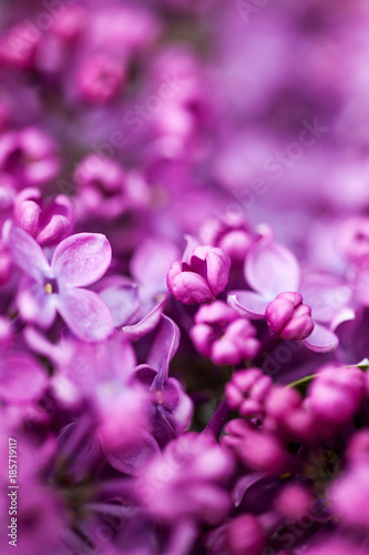 Lilac purple spring flowers of lilac, abstract soft floral background