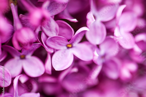 An image of a lilac. Purple spring purple flowers, abstract soft floral background © nizienko
