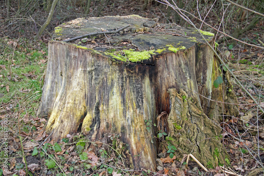 Obraz premium Alter Baumstumpf