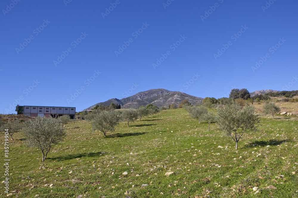 olive production in andalusia