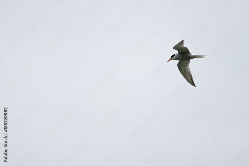 common tern