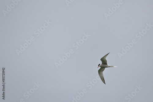 common tern