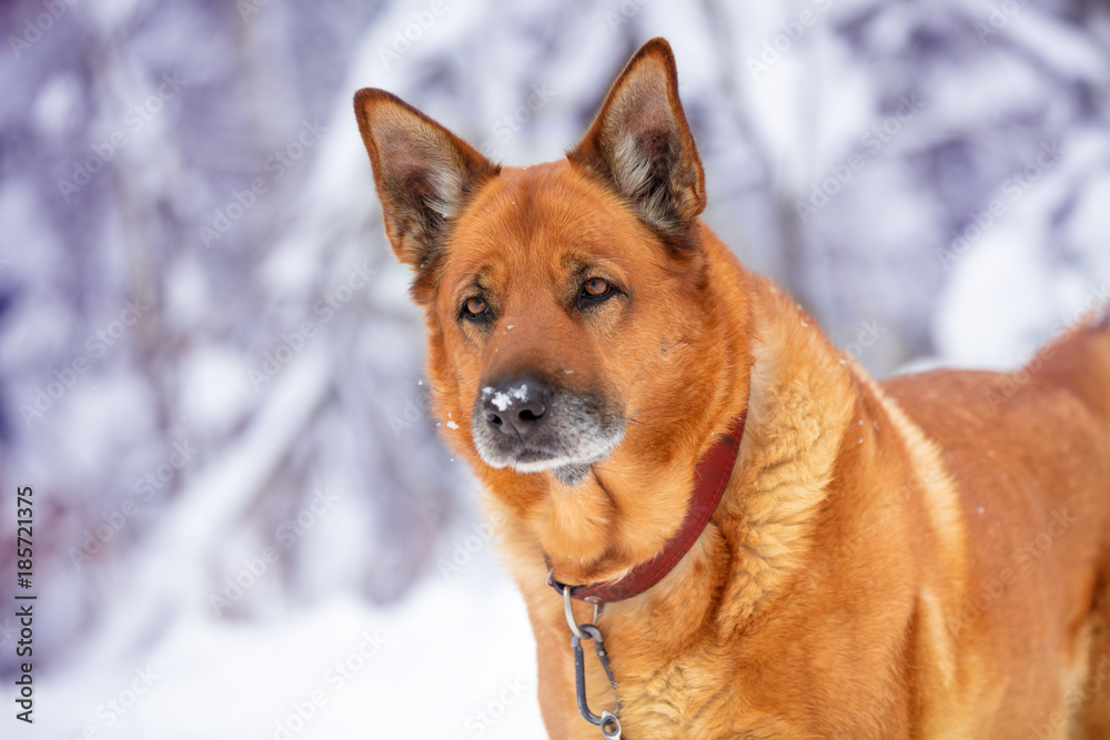 Portrait of a yellow dog in the forest in snowy winter