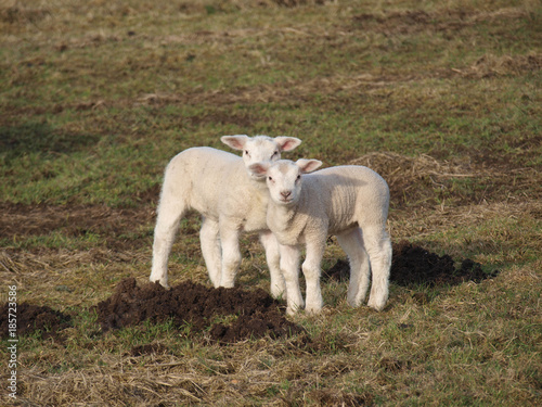 Two cute lambs in a meadow during spring in Moordrecht