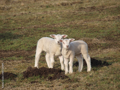 Two cute lambs in a meadow during spring in Moordrecht