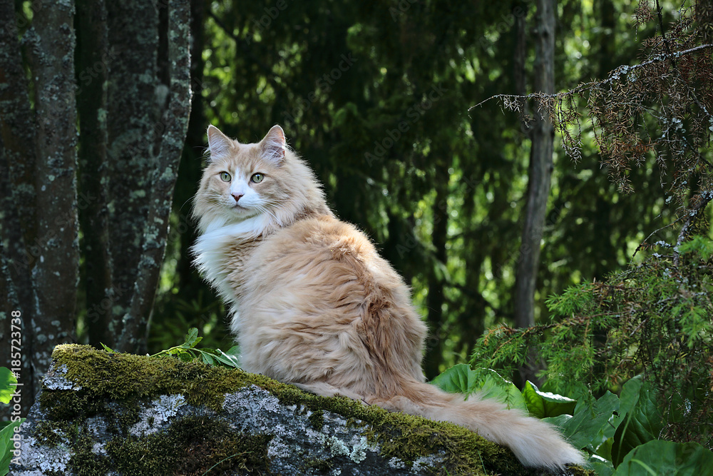 Norwegian forest cat on a stone in the wood