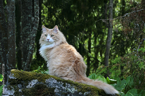Norwegian forest cat on a stone in the wood