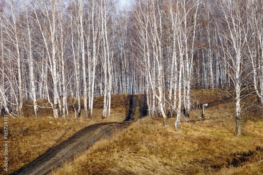 Birch Grove on a hill with a dirt road, in the autumn. Birch Grove on a hill with a dirt road, in the autumn.