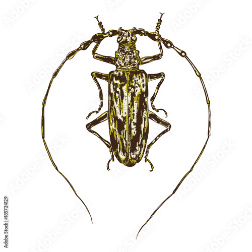 Color insects beetle bug. Colourful species in vintage old hand drawn stippling and hatching, shading style for Halloween. Engraved stipple woodcut. Vector.