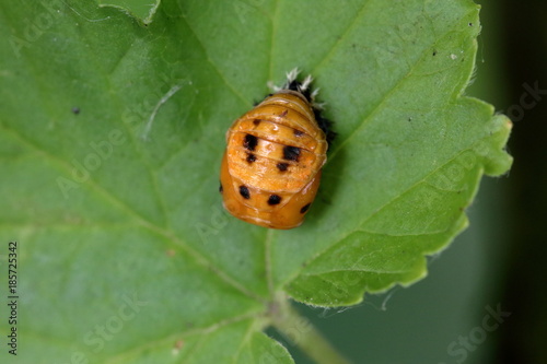 molsbroek photo