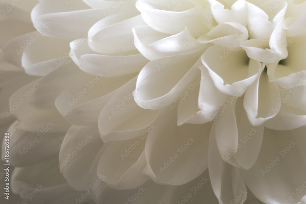 White blossom flower White blossom flower