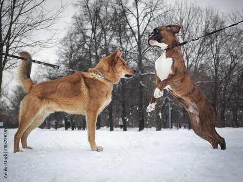 Photography Two different breeds of dogs meet on a walk