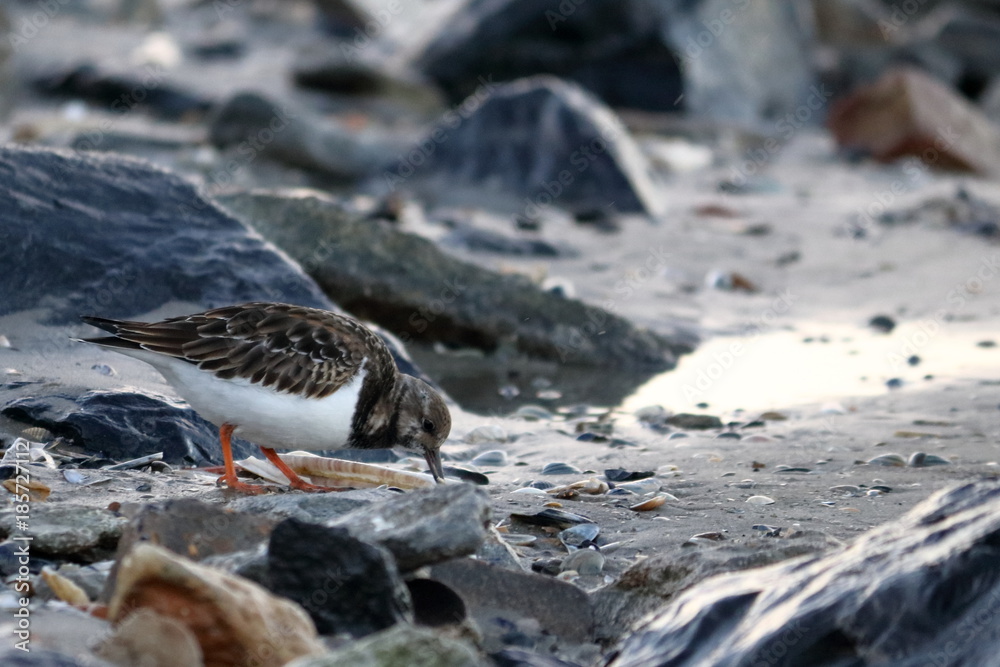 Fototapeta premium ruddy turnstone