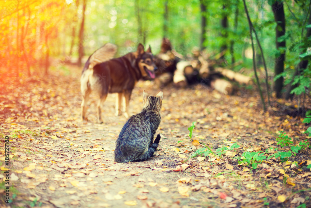Cat sitting in a forest in autumn against dog