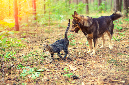 Dog with cat walking in the forest