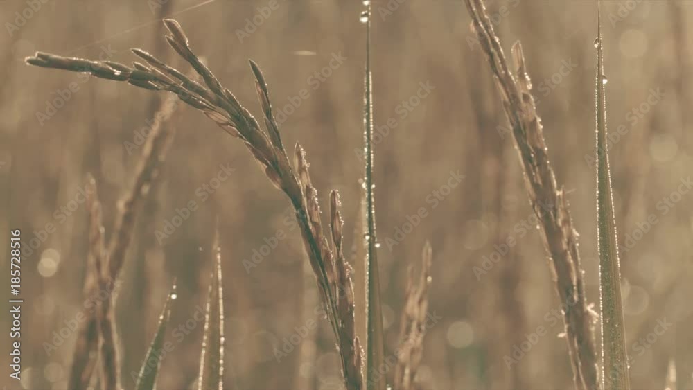 Fresh and warm in morning, macro nature of rice bouquet with beautiful dew drops, moving scene and very detailed on the cobweb. Fresh and warm in morning, macro nature of rice bouquet with beautiful dew drops, moving scene and very detailed on the cobweb.