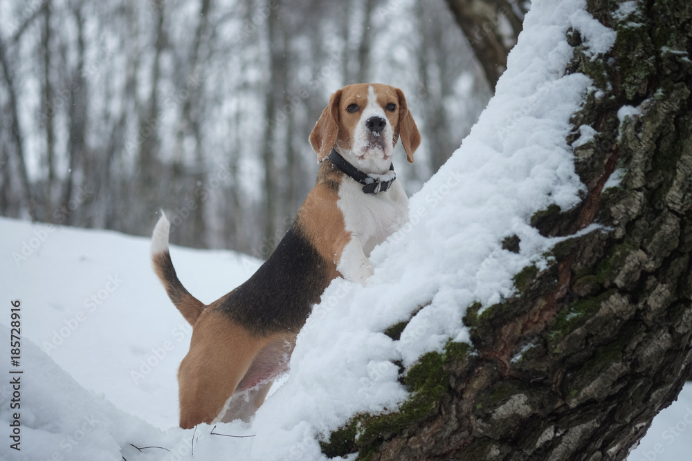 Beagle dog walking in the winter snowy forest Beagle dog walking in the winter snowy forest