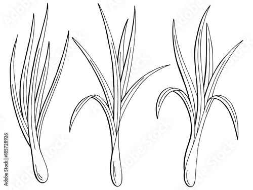 Lemongrass plant graphic black white isolated sketch illustration vector