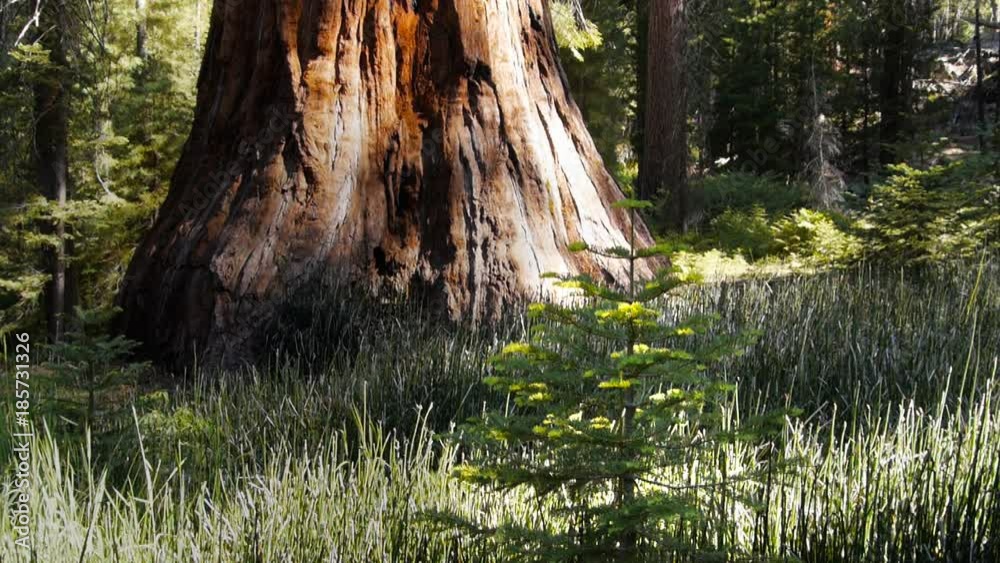 a young sequoia seedling and the base of a giant sequoia at mariposa grove, yosemite