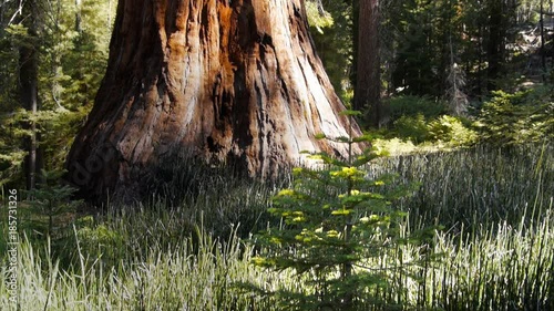 a young sequoia seedling and the base of a giant sequoia at mariposa grove, yosemite