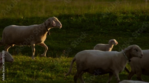 Cute sheep in a field with sunshine