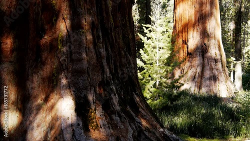 dolly shot of the base of two giant sequoia trees at mariposa grove, yosemite