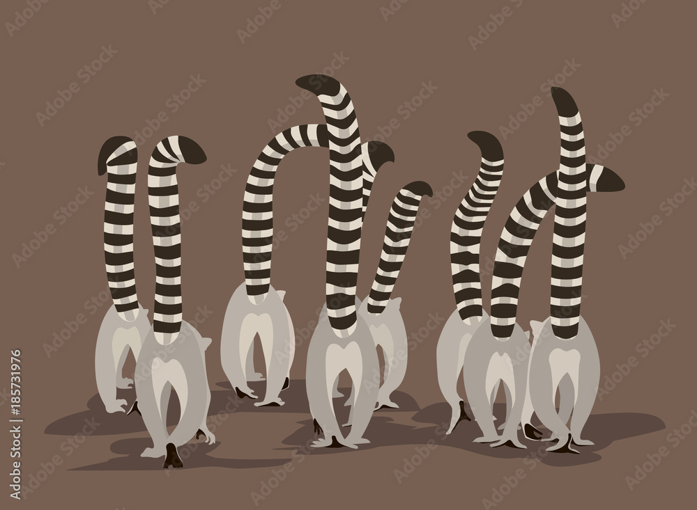 Fototapeta premium Stado lemurów porusza się z dumnie uniesionymi ogonami w paski