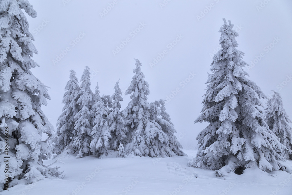 spruces covered with snow on mountain foggy slope spruces covered with snow on mountain foggy slope