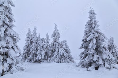 spruces covered with snow on mountain foggy slope