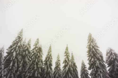 Snowy and frozen firs with large and clear copy space
