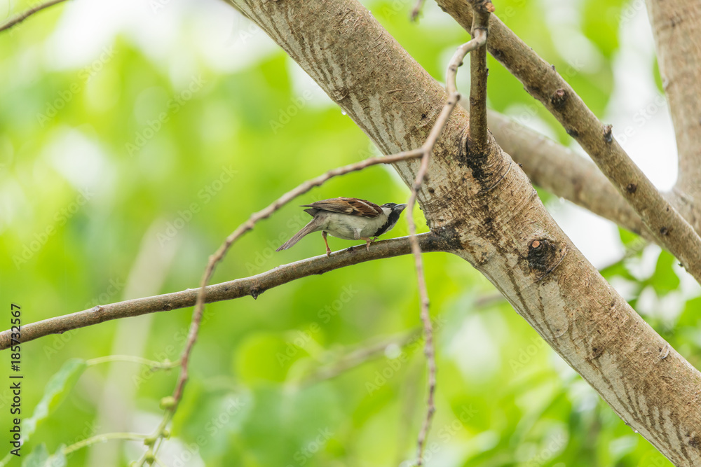 Bird (House Sparrow) on tree in a nature wild