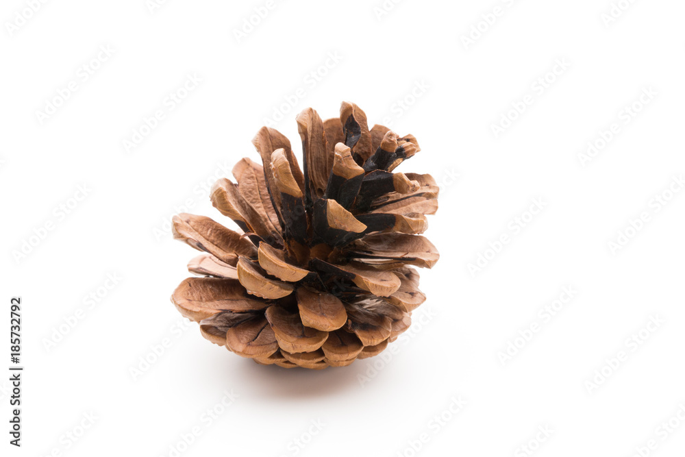 Christmas pine cone on white background. Christmas pine cone on white background.