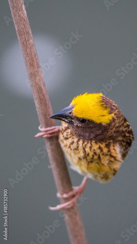Bird (Streaked weaver) on tree in a nature wild