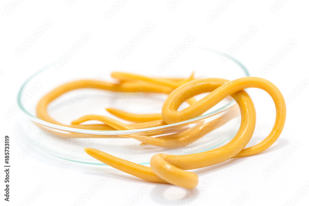 Ascariasis is a disease caused by the parasitic roundworm Ascaris lumbricoides on white background for education in laboratories. Ascariasis is a disease caused by the parasitic roundworm Ascaris lumbricoides on white background for education in laboratories.