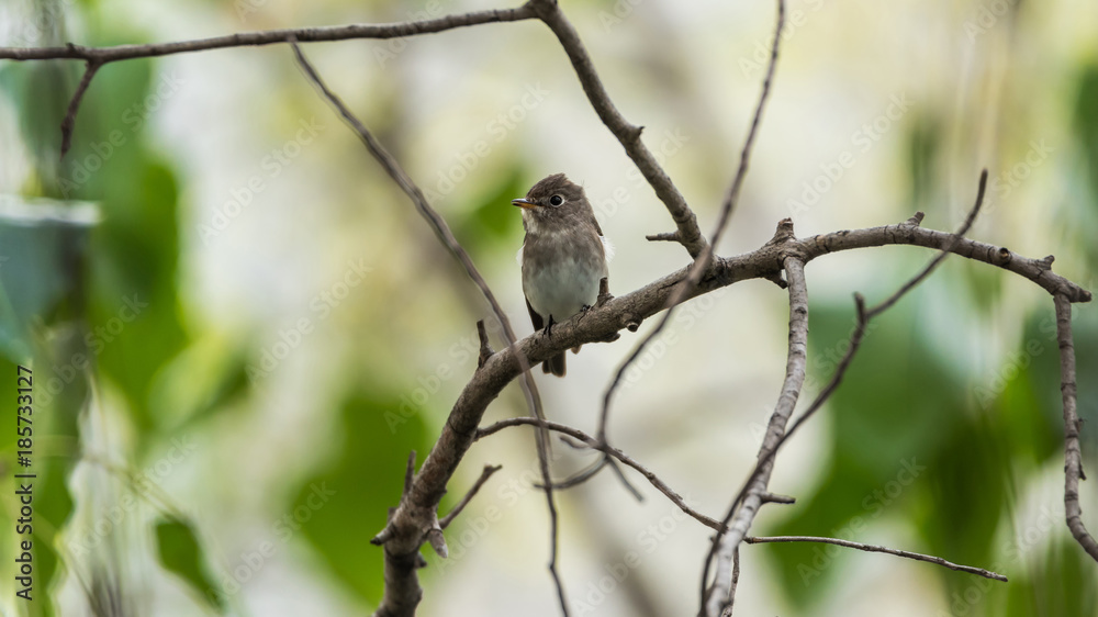 Bird (Asian brown flycatcher) in nature wild Bird (Asian brown flycatcher) in nature wild
