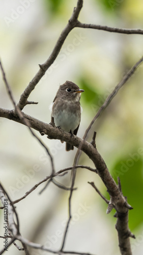 Bird (Asian brown flycatcher) in nature wild