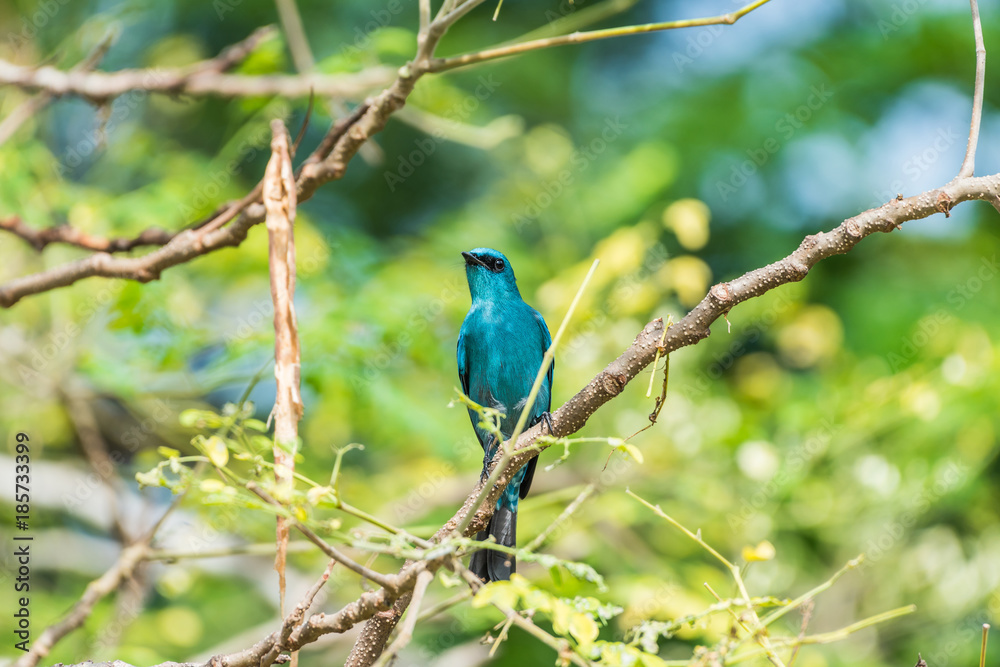 Bird (Verditer Flycatcher) on tree in nature wild