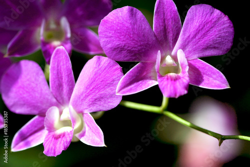 Flowers purple orchid blooming