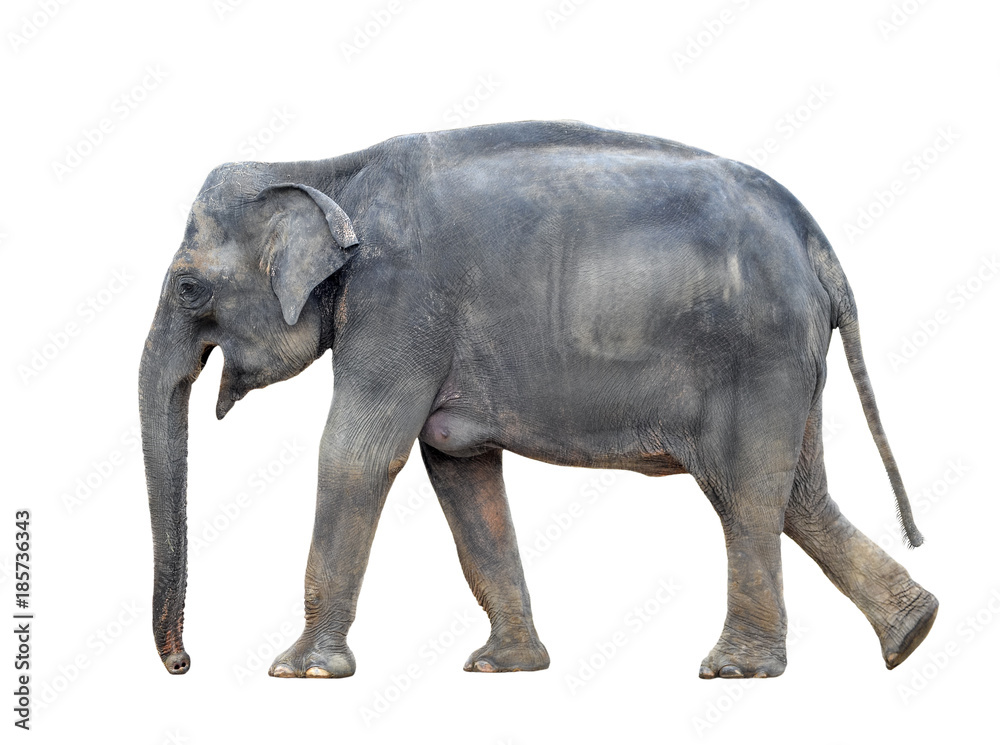 Grote grijze lopende olifant geïsoleerd op een witte achtergrond. Staande  olifant volledige lengte close-up. Vrouwelijke Aziatische olifant.  #185736343 - Olifanten - Wandkleed