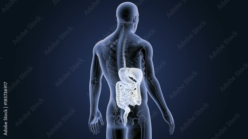 Digestive System with Skeleton Digestive System with Skeleton
