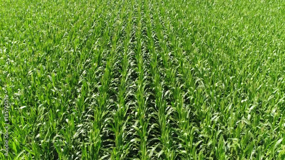 Aerial of fresh green field with maize plants also known as corn cereal grain that has become a staple food in many parts of the world with total production surpassing that of wheat or rice 4k Aerial of fresh green field with maize plants also known as corn cereal grain that has become a staple food in many parts of the world with total production surpassing that of wheat or rice 4k