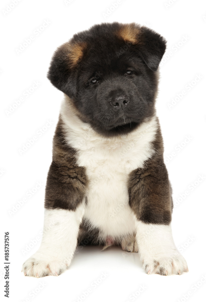 American Akita puppy sits on white background