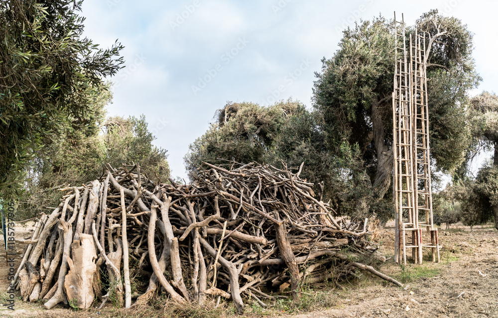 Fototapeta premium Olive trees garden in Peru with ladders, olive field ready for harvest.