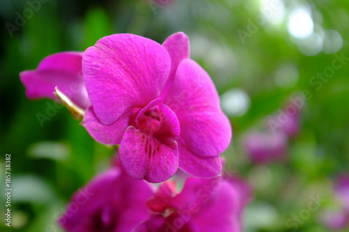 Pink Orchid in the garden
