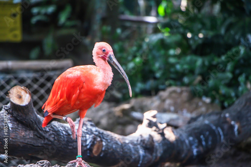 Interior daytime shallow depth of field stock photo of Scarlet Ibis standing on one leg with leafy trees in the background and wooden log in foreground