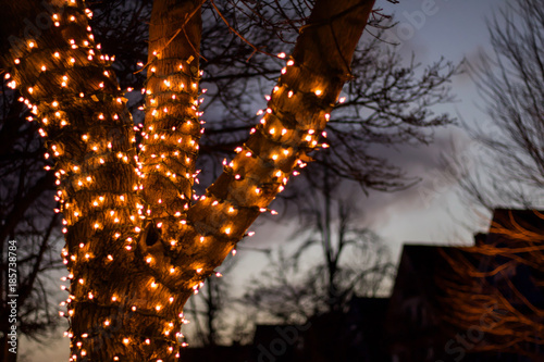 Up close exterior nighttime shallow depth of field stock photo of tree wrapped with christmas lights with semi cloudy night sky in background in Buffalo New York