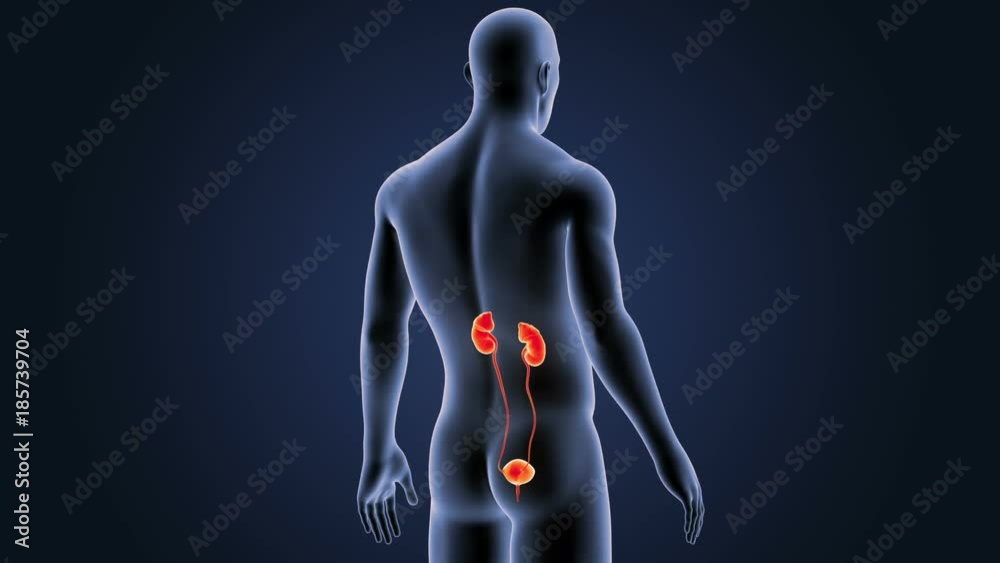 Urinary System with Body Urinary System with Body